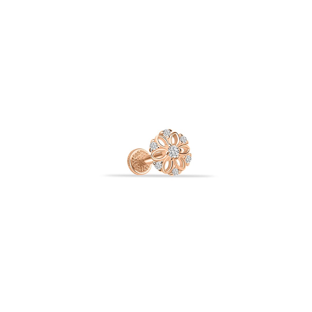 Daisy Bia Tragus