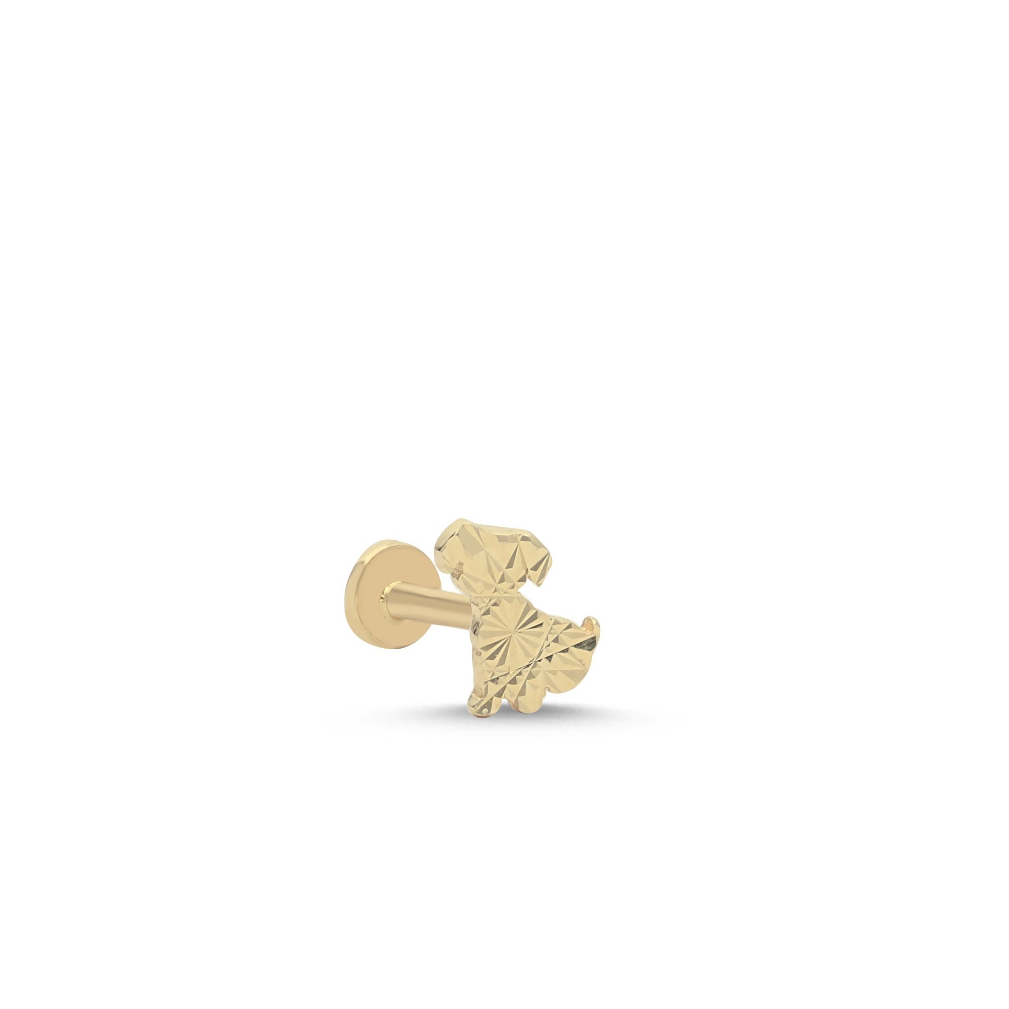 Köpek Tragus Piercing